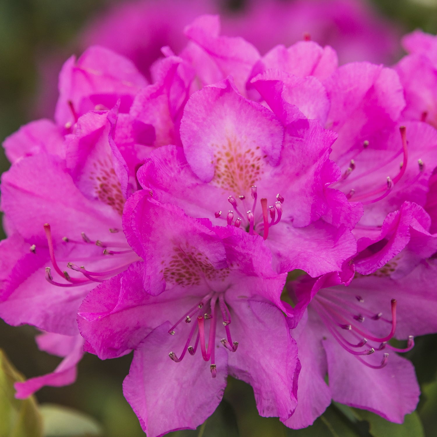 Roseum Elegans Rhododendrdron Bare Root Starter Stater Flowering Shrub (1-Pack)