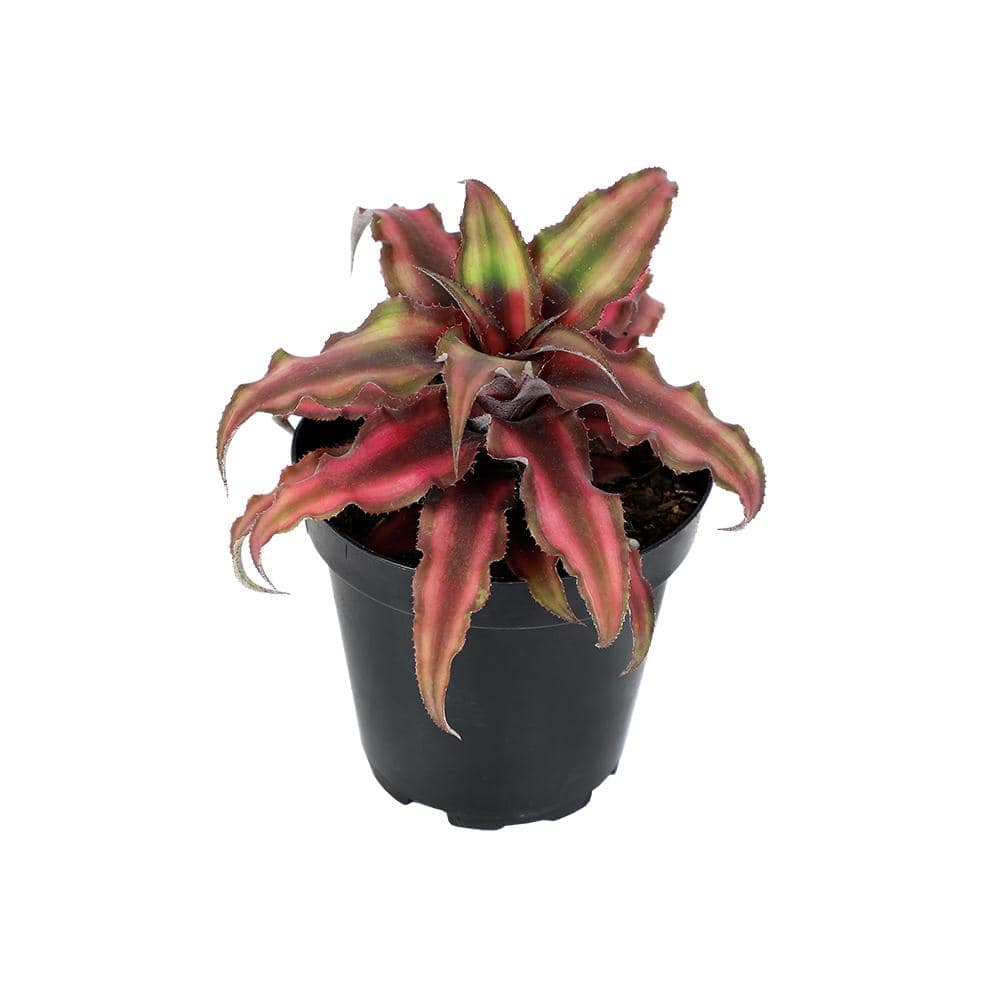 SMART PLANET 9 cm Cryptanthus Bivittatus Red 0872358