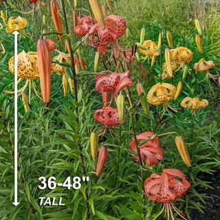 Garden State Bulb 14 cm16 cm Twinkle Tiger Lily Mixed Flower Bulbs (Bag of 10) ECS-56-10-01