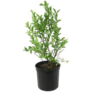 national PLANT NETWORK 2.25 Gal. Climax Blueberry Plant HD7061