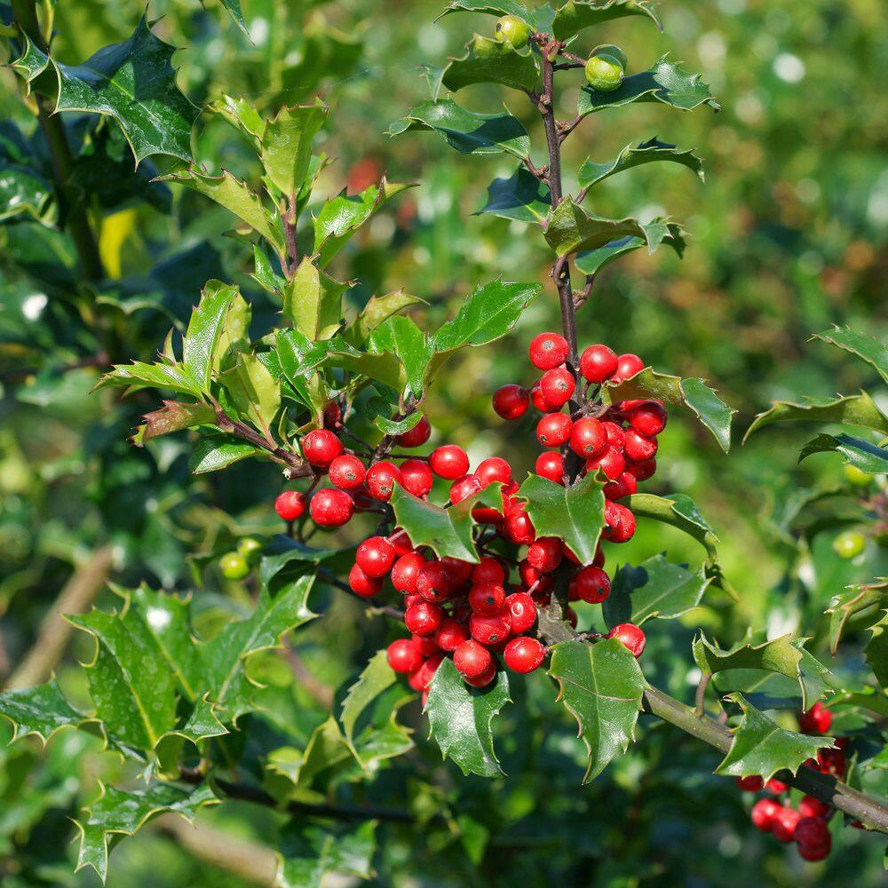 BELL NURSERY 3 Gal. Blue Princess Holly (Ilex) Evergreen Flowering Live Shrub with White Flowers ILEXM3BLU1PK