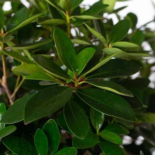 SOUTHERN LIVING 3 Gal. Bigfoot Cleyera - Live Fast Growing Evergreen Shrub Glossy Foliage 55073