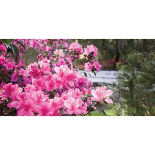 BELL NURSERY 1 Gal. Saybrook Glory Azalea Live Flowering Evergreen Shrub Pink Flowers AZLEA2SBG1PK