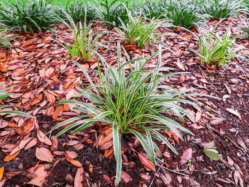 1 Gal. Variegated Liriope - Monkey Grass - Ornamental Statement