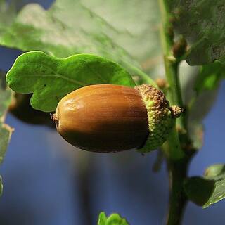 1 Gal. White Oak Deciduous Shade Tree OAKWHI01G