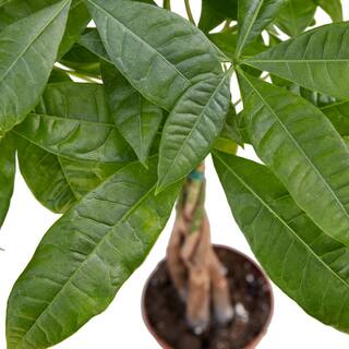 Money Tree Guiana Chestnut (Pachira Braid) Plant in 4 in. Grower Pot 6_PACHIRA_BRAID