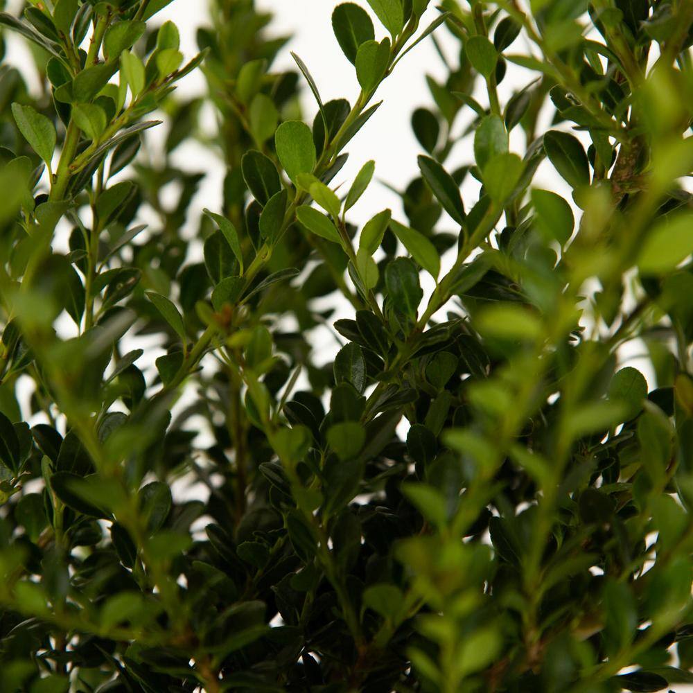 FLOWERWOOD 2.5 Qt. Ilex Compacta Shrub 3100Q