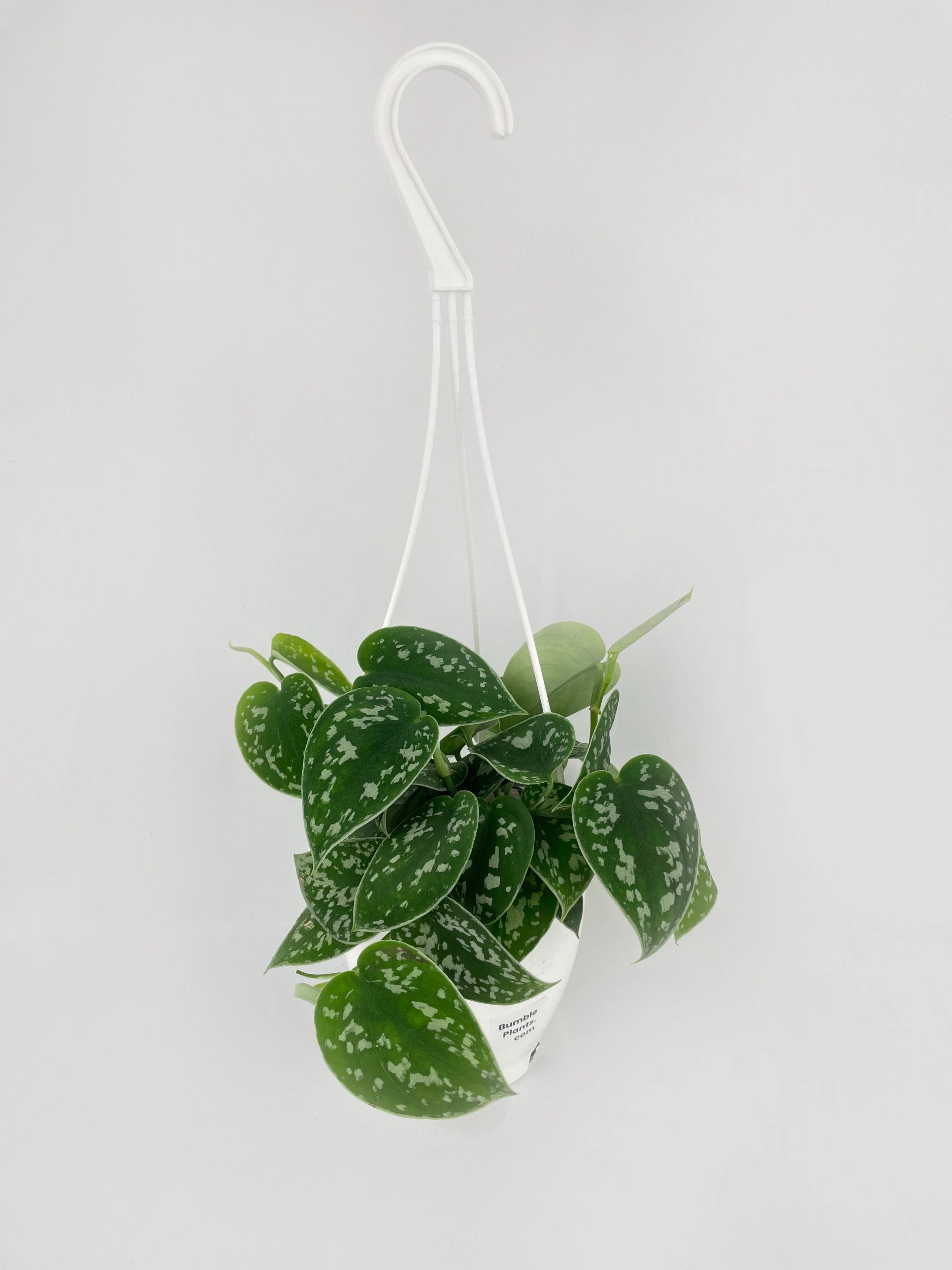 Scindapsus Pictus 'Argyraeus' Satin Pothos