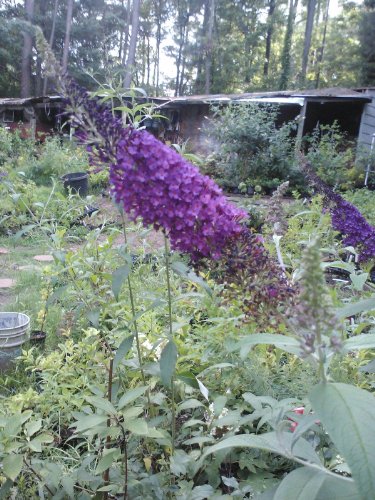 Guinevere Butterfly Bush