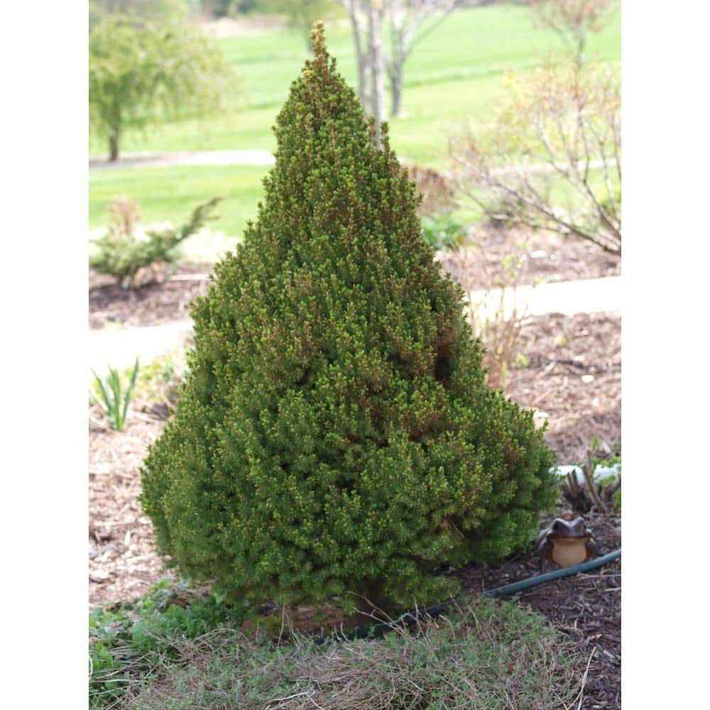 Online Orchards 5 Gal. Dwarf Alberta Spruce Shrub with Aromatic and Soft Evergreen Foliage Very Low Maintenance and Cold Hardy CFSP015