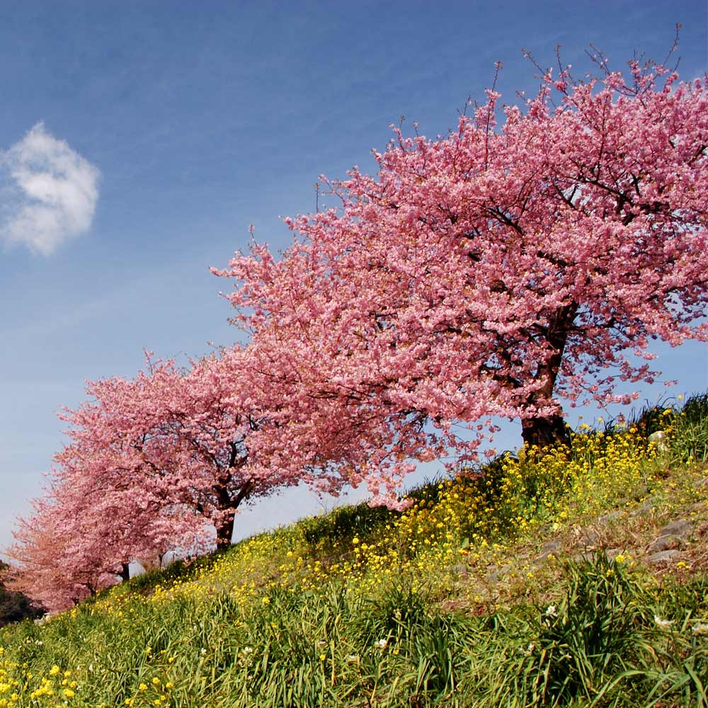 Kwanzan Cherry Tree