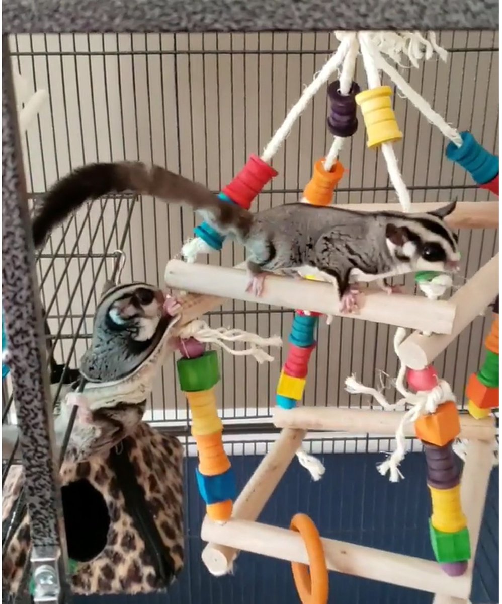 Exotic Nutrition Jungle Gym Sugar Glider and Mouse Toy