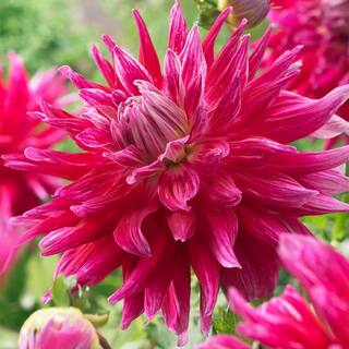 VAN ZYVERDEN Dahlias Grande Finale (Set of 5 Bulbs) 83438