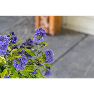 BLOOMIN' EASY 2 Gal. Beekeeper Bluebeard (Caryopteris) Live Shrub Blue Flowers DGCY4893