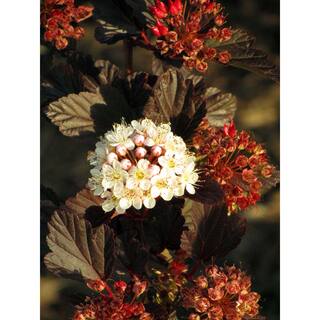 Online Orchards 1 Gal. Summer Wine Ninebark Shrub SBNB003