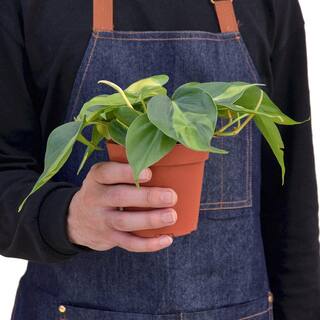 Brasil Philodendron Plant in 4 in. Grower Pot 4_PHILODENDRON_BRASIL