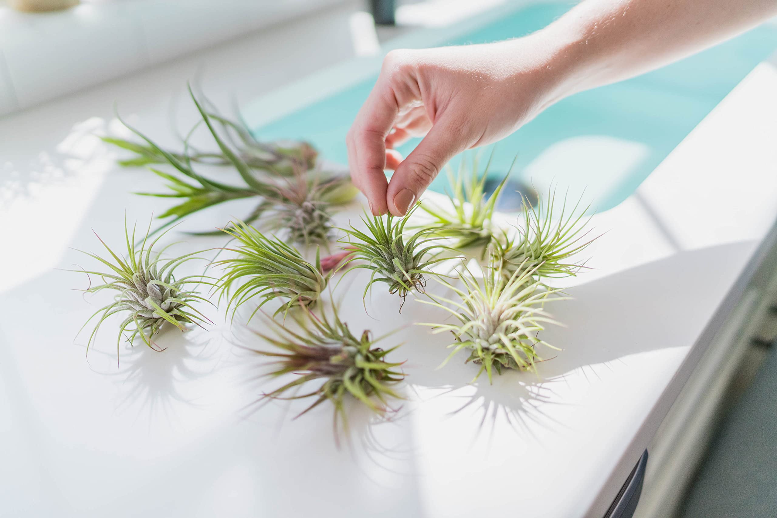 Large Air Plants Tillandsia Ionantha Guatemala - Live Succulent House Plants - Available in Wholesale and Bulk - Home and Garden Decor - Easy Care Indoor and Outdoor Plants (Pack of 12)