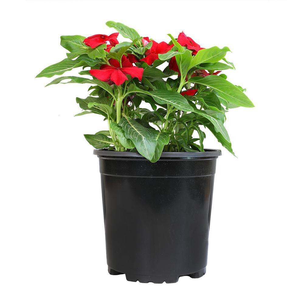 ALTMAN PLANTS 1-Gallon Vinca Plant Red Flowers (Single) 0881453