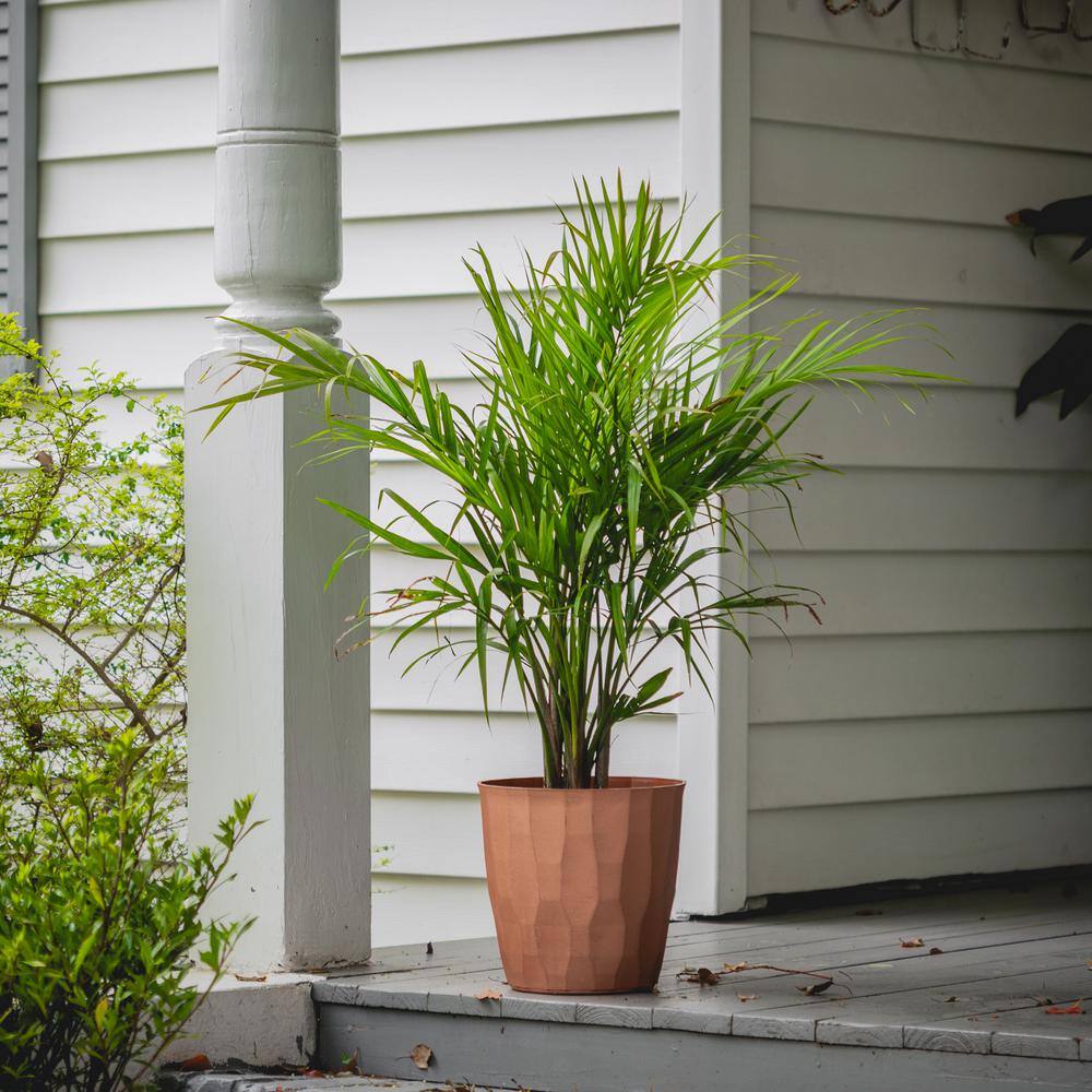 national PLANT NETWORK 2.5 Qt. Majesty Palm Ravenea Plant in Grower Pot HD7218