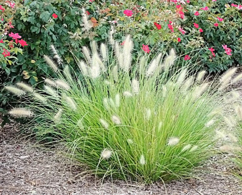 Little Bunny Grass Pennisetum Miniature Fountain Grass in a 1 Gallon Pot