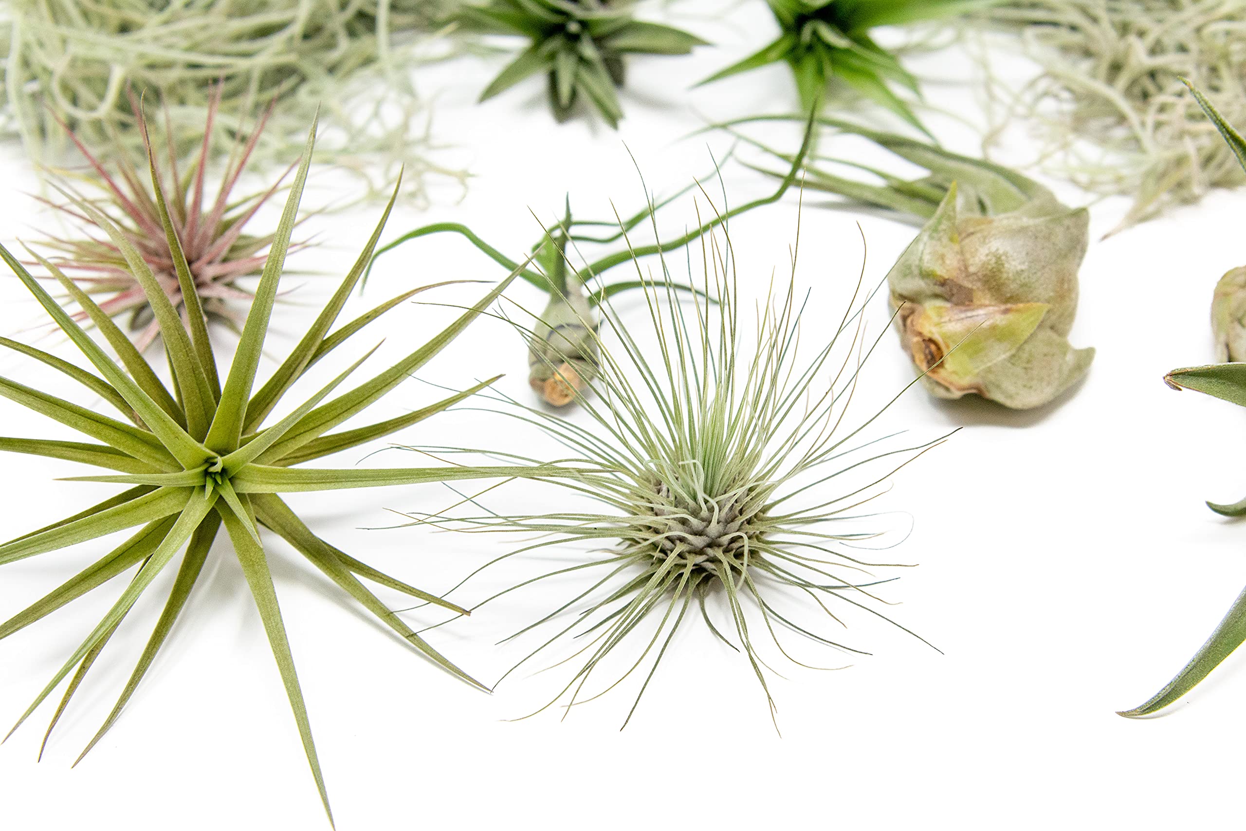 10 Pack Grab Bag Air Plants Gift Wrapped with Spanish Moss - Live Tillandsia - Easy Care House Plant - Succulents - 30 Day Guarantee