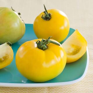 Bonnie Plants 19 oz. Lemon Boy Yellow Tomato Plant 0226
