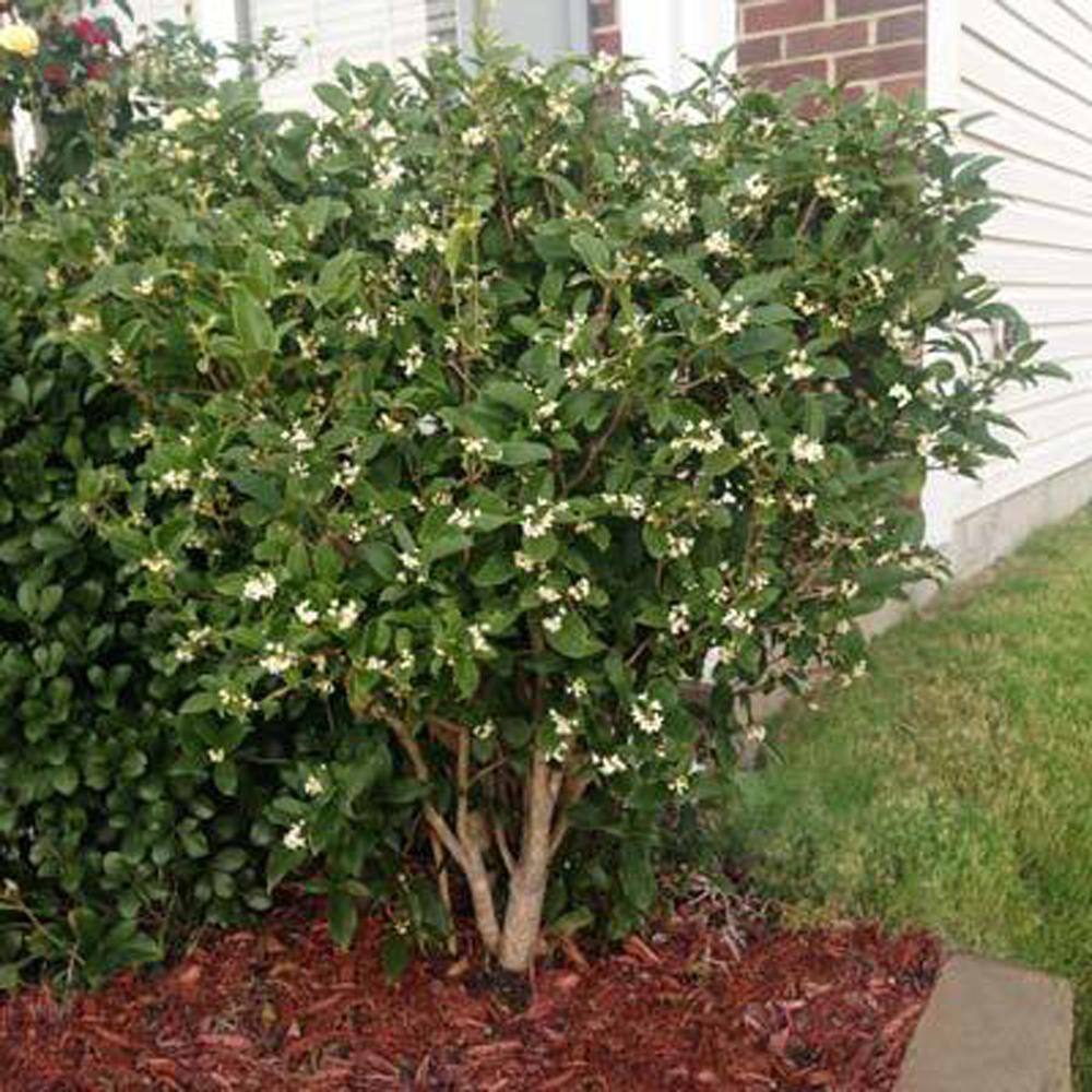 Brighter Blooms 3 Gal. Fragrant Tea Olive Shrub OSM-FRA3