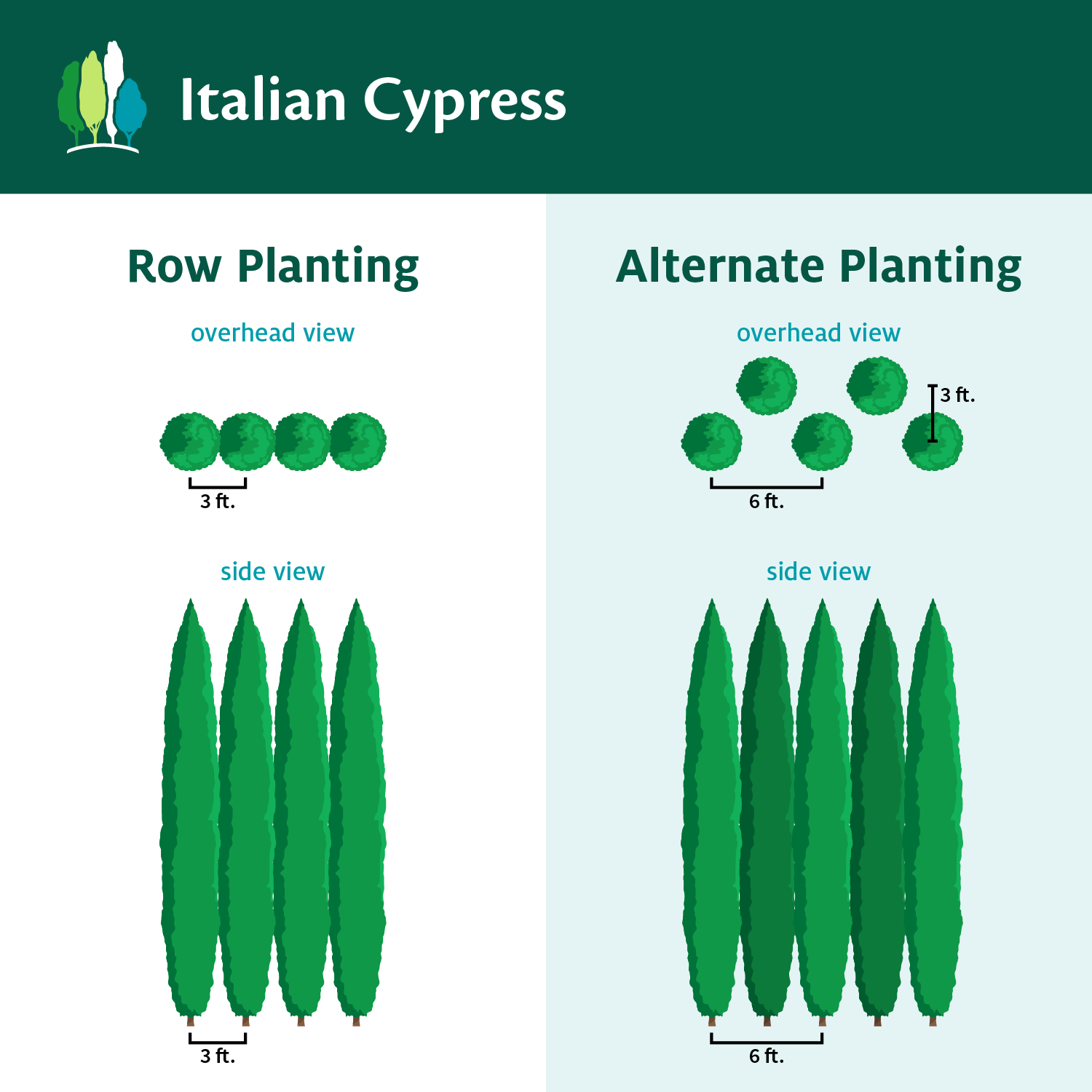 Italian Cypress