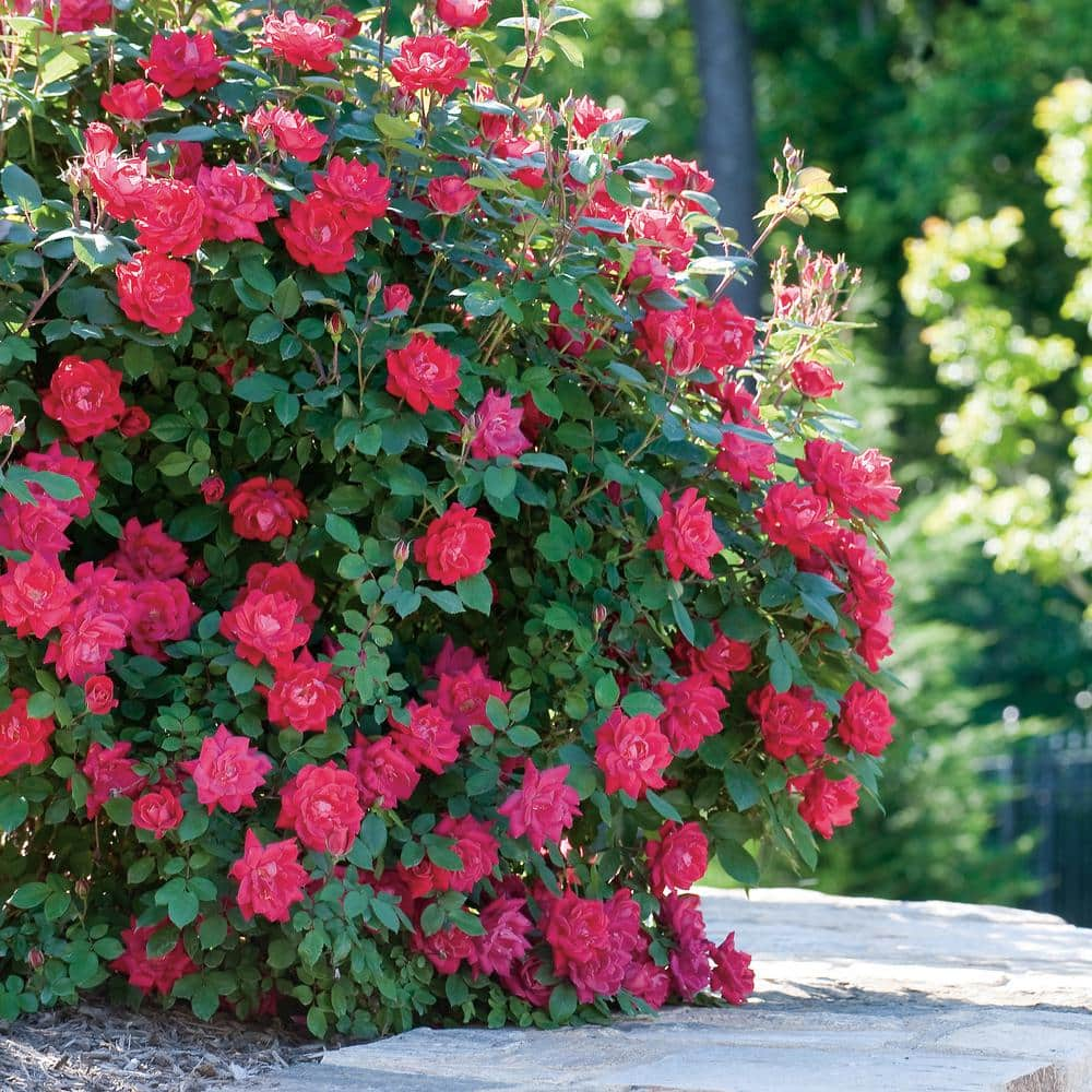 KNOCK OUT 2 Gal. Red Double Knock Out Rose Bush with Red Flowers (2-Pack) 15679