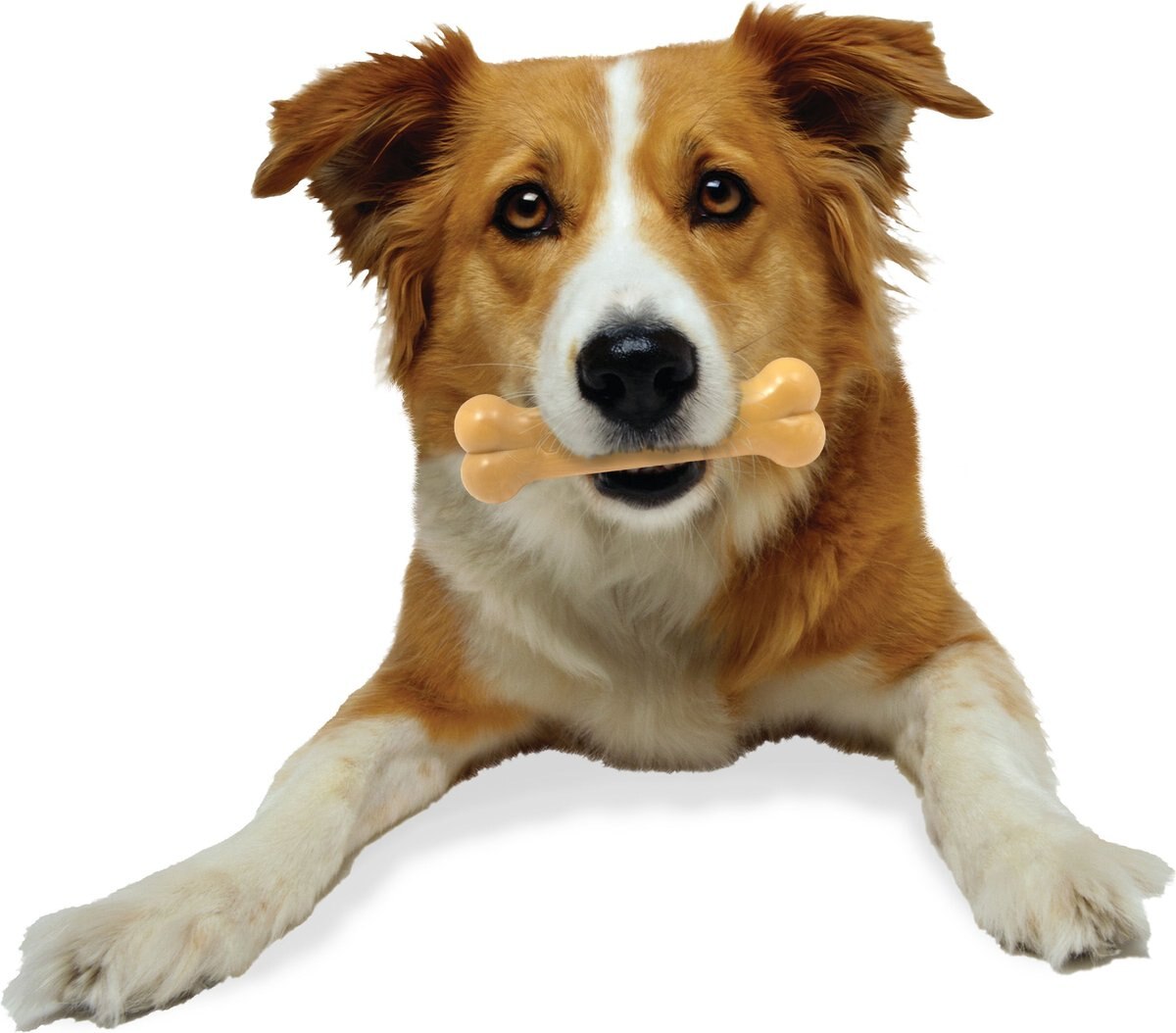 Nylabone Power Chew Peanut Butter Flavored Dog Chew Toy