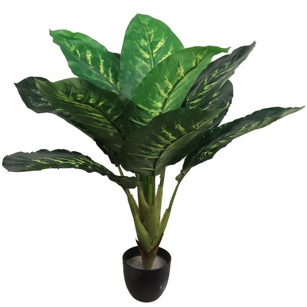 Dieffenbachia Plant in Black Pot: 32Inch，Floor Plant by Floral Home