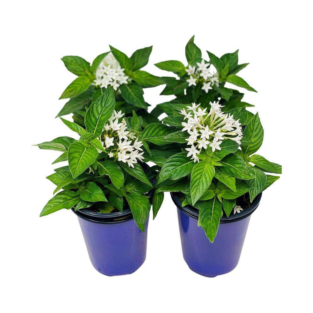 Pure Beauty Farms 1.38 Pt. Penta Plant White Flowers in 4.5 In. Grower's Pot (4-Plants) DC45PENTAWHI4