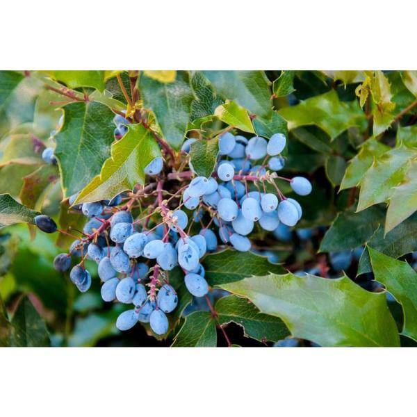 Online Orchards 1 gal. Oregon Grape Flowering Shrub with Evergreen and Burgundy Foliage Yellow Flowers and Blue Fruit (2-Pack) SBMH001