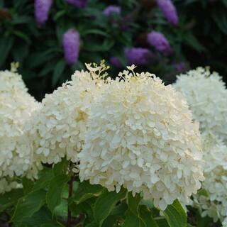 PROVEN WINNERS 1 Gal. Puffer Fish Panicle Hydrangea (Paniculata) Live Plant Shrub White to Pink Flowers HYDPRC1226101