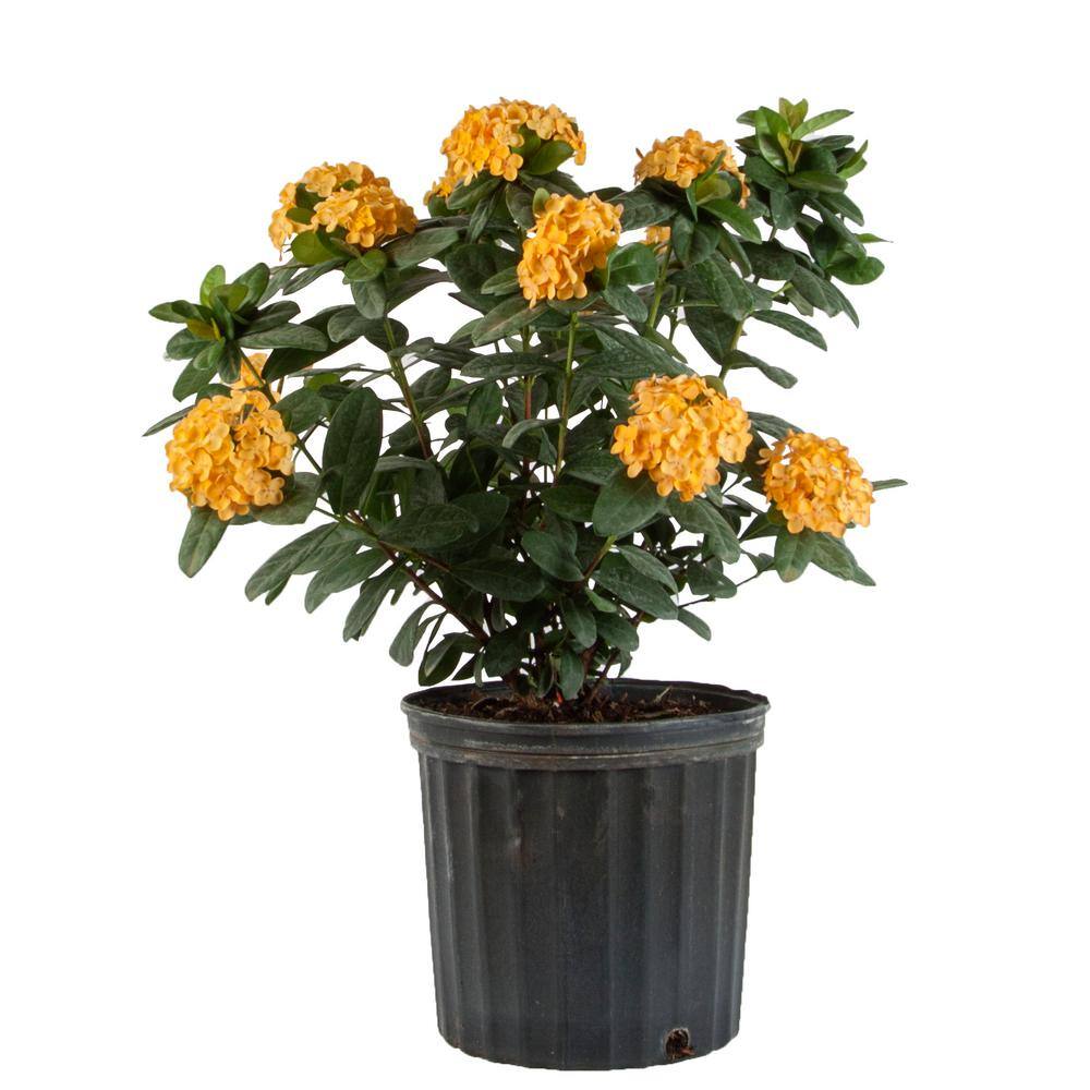 Costa Farms 3 Gal. Ixora Maui Shrub with Yellow 1.70GIXORAYLASR