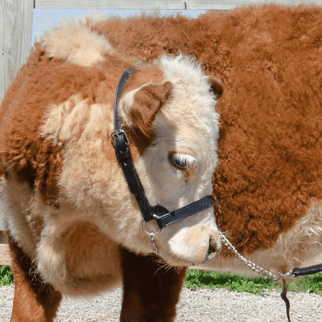 Derby Originals Premium Flat Fancy Stitch Leather Cattle Show Halter and Chain Lead