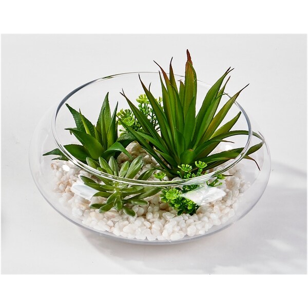 Dish Garden Succulents on White Stones in 6 Glass Container