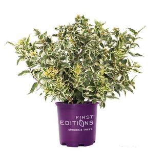 FIRST EDITIONS 2.0 Gal. Cool Splash Dwarf Bush Honeysuckle (Diervilla) Live Shrub with Variegated Foliage Bright Yellow Flowers O53022F