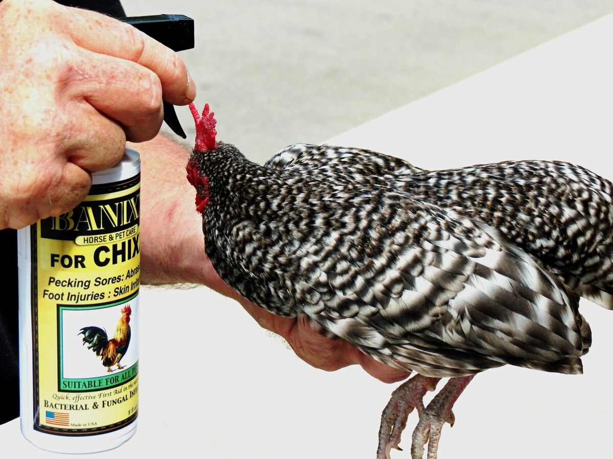 Banixx CHIXX Bacterial and Fungal Infection Poultry Spray， 8-oz bottle