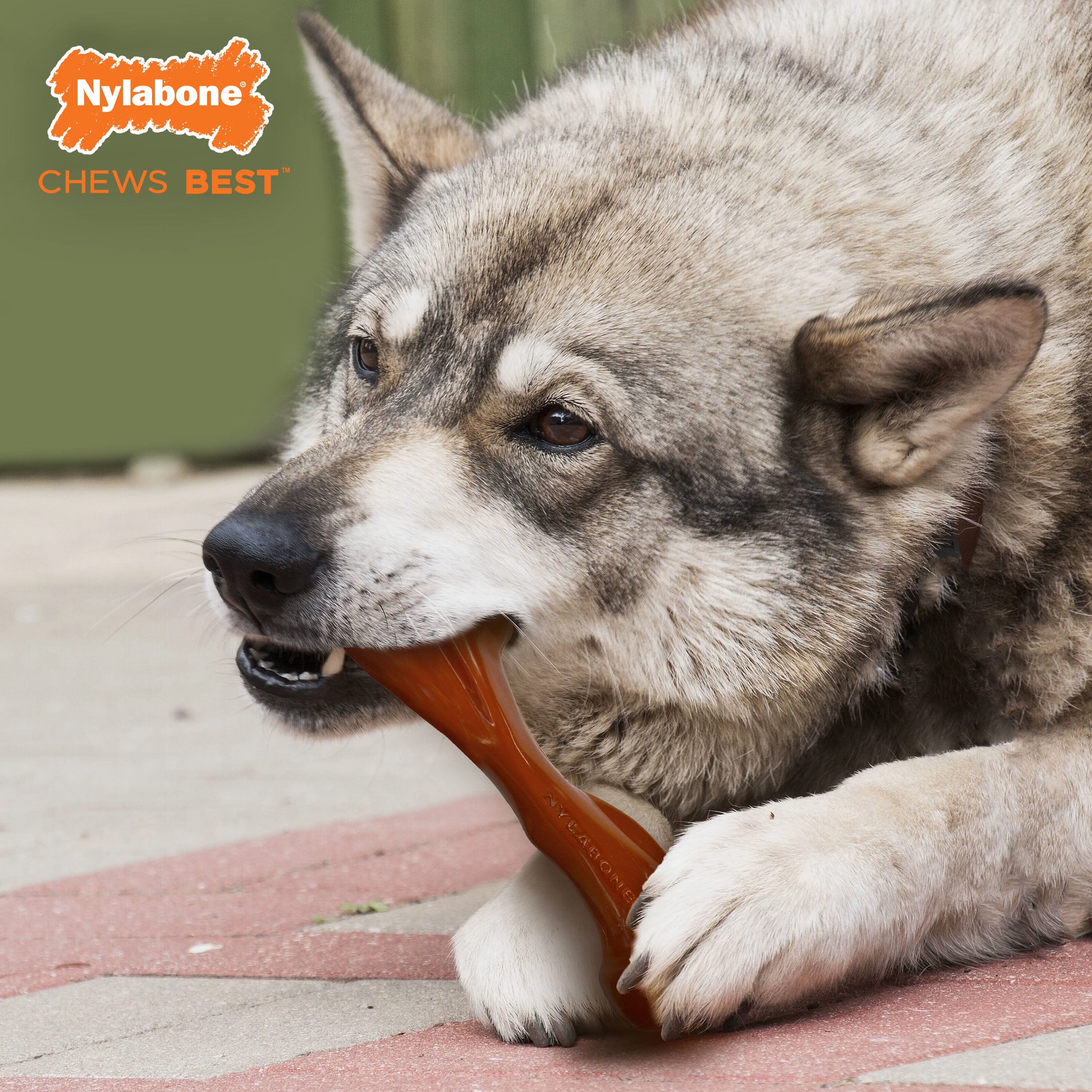 Nylabone Power Chew Bison Bone Alternative Nylon Dog Chew Toy - Up to 50 lbs.