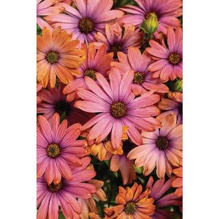 PROVEN WINNERS 4.25 in. Eco+Grande Bright Lights Horizon Sunset African Daisy (Osteospermum hybrid) Live Plant Pink Flowers (4-Pack) OSTPRW3007504