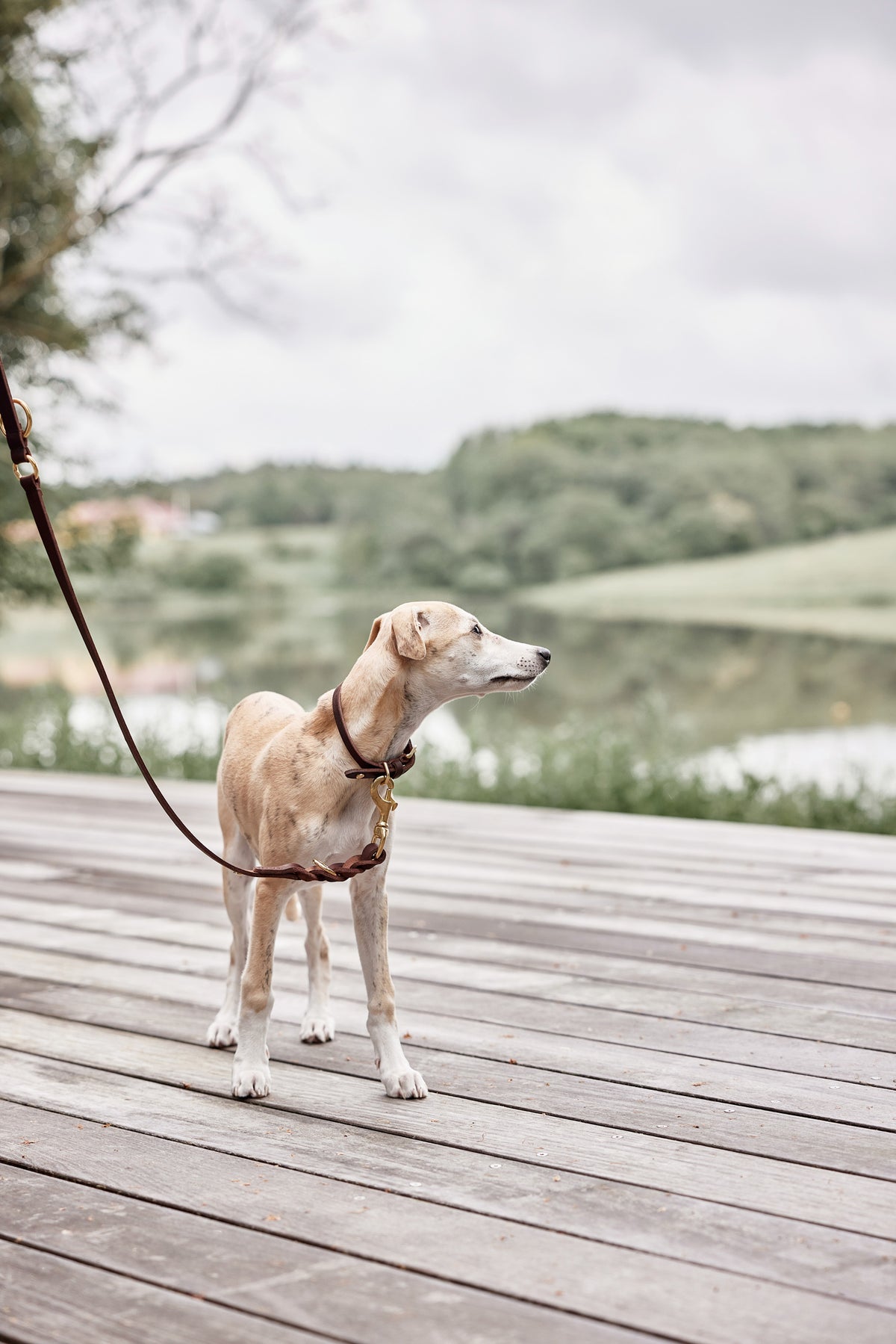 Robin Dog Leash - Choko