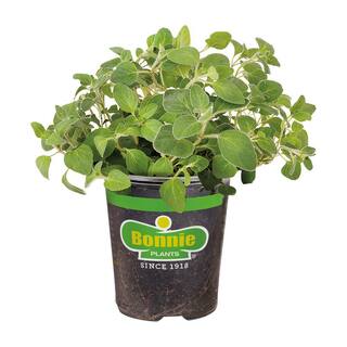 Bonnie Plants 19 oz. Italian Oregano Herb Plant 1003800661