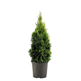 1 Gal. Emerald Green Arborvitae Shrub with Green Foliage 12521