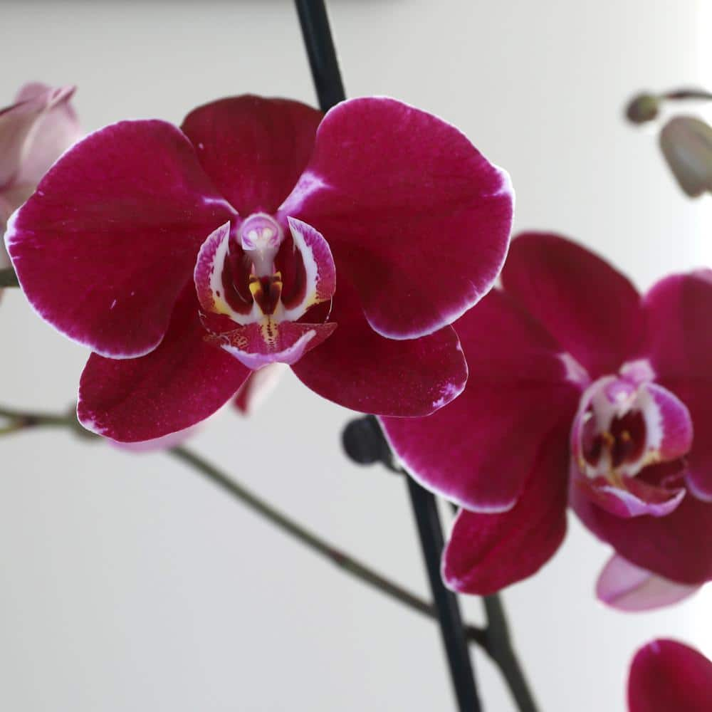 Just Add Ice Premium Orchid (Phalaenopsis) Dark Purple Plant in 5 in. Grey Ceramic Pottery J5014