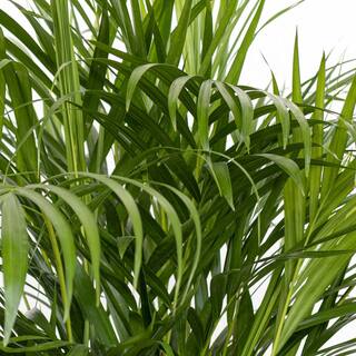 United Nursery Areca Palm Dypsis lutescens Live Indoor Outdoor Houseplant in 10 inch Grower Pot 21252