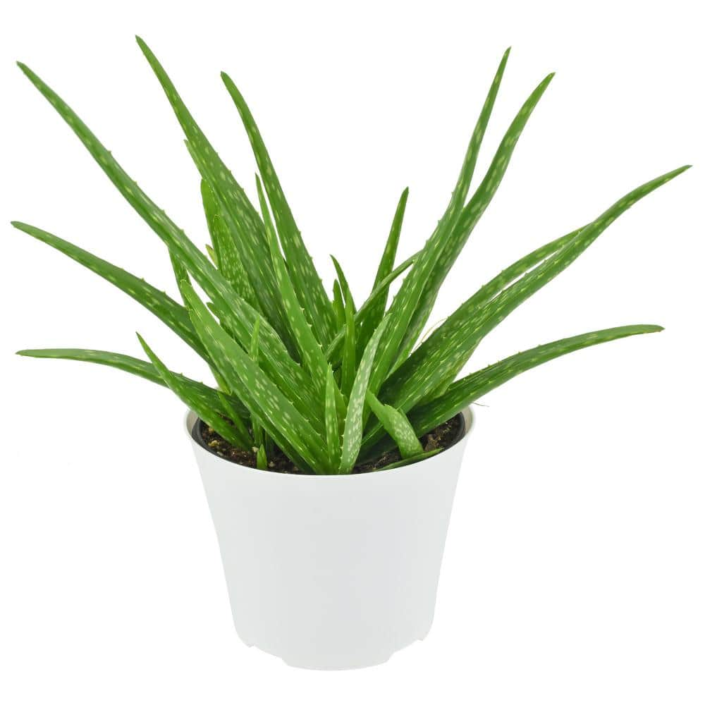 Arcadia Garden Products 6 in. Aloe Vera Plant in White Plastic Pot Cover LV95