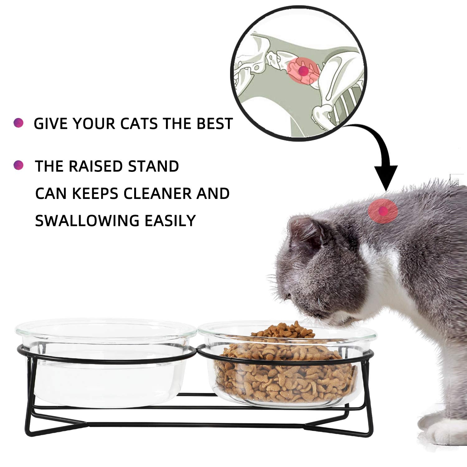 Double Glass Raised Cat or Small Dog Bowls with Metal Stand 20 Ounces, Transparent