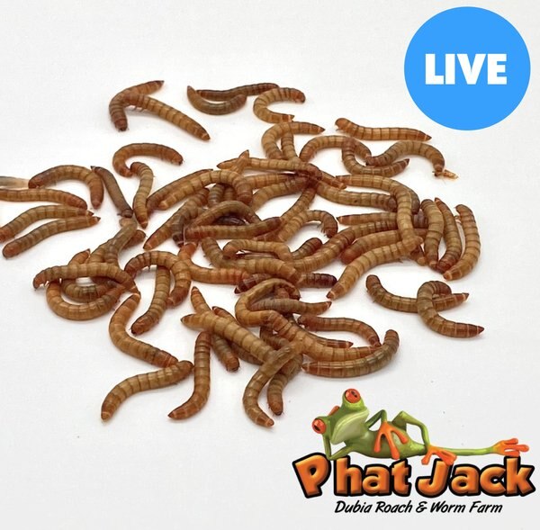 Phat Jack Farms Live Mealworms Reptile Treats， Medium