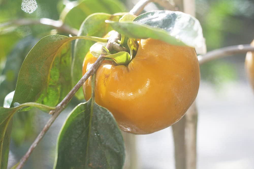 4-5ft Fuyu Persimmon - Edible Fruit - Heat Tolerant